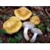 Мицелий Сыроежки охристой / Сыроежка лимонная (Russula ochroleuc) Мицелий Сыроежки охристой / Сыроежка лимонная (Russula ochroleuc)